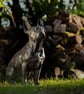 Sitting French Bulldog - Image 1