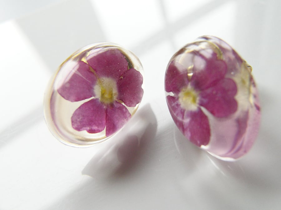 Pink Real Flower Earrings Saxifrage