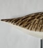 Curlew - Image 3