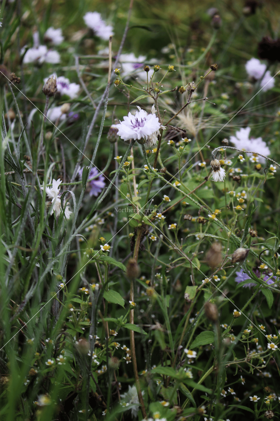 Cornflower(s)