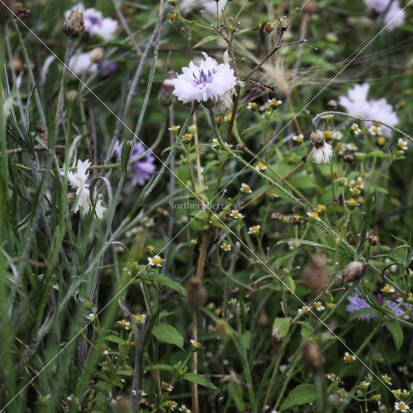 Cornflower(s)
