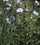 Cornflower(s)