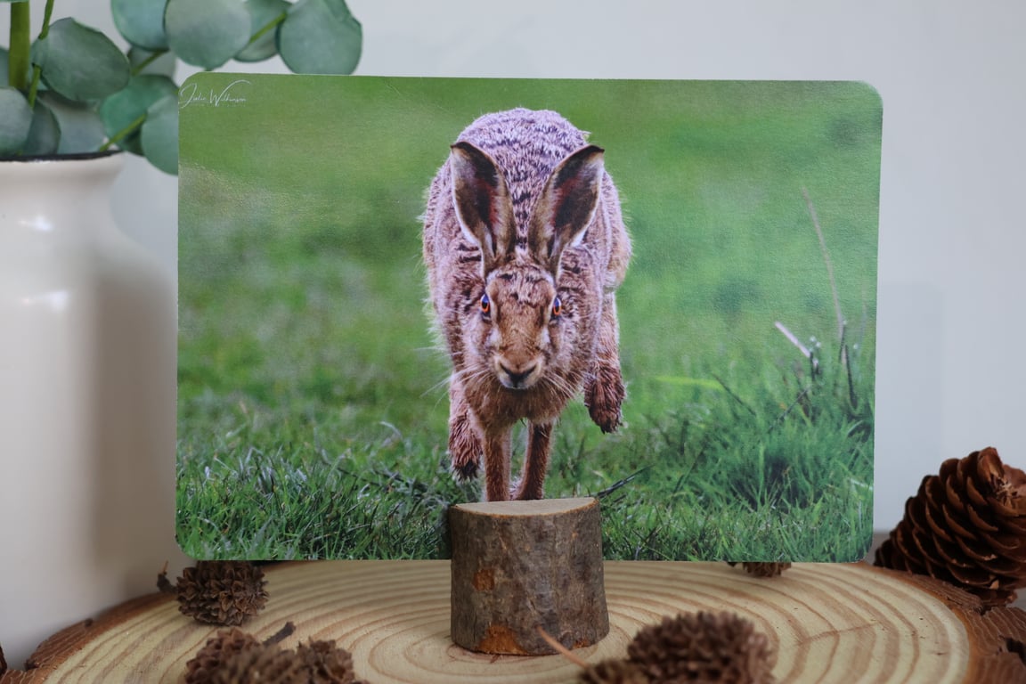 Brown Hare - Wildlife Postcard