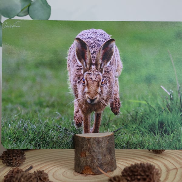 Brown Hare - Wildlife Postcard