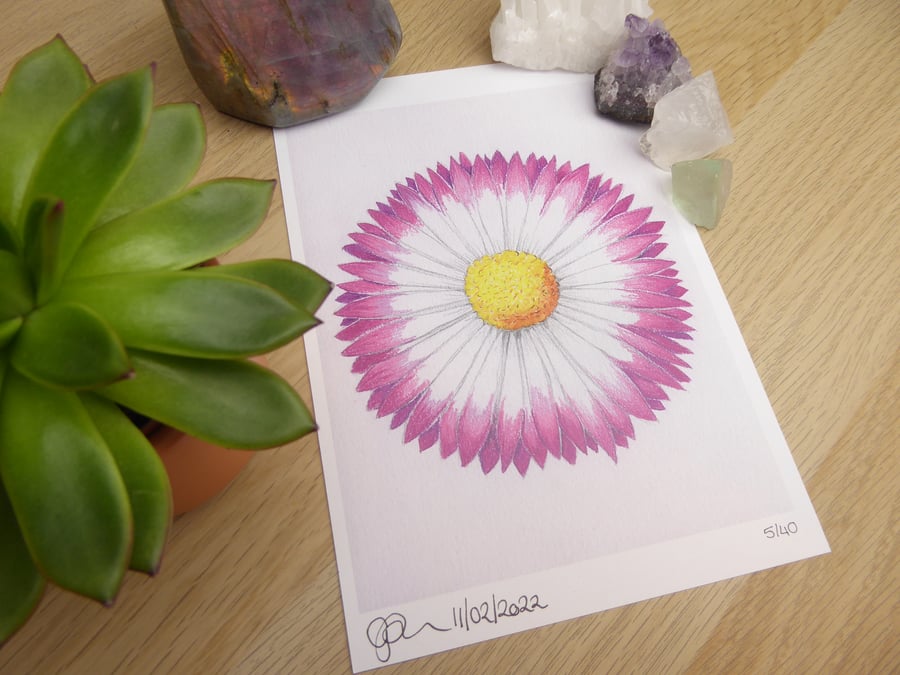 Limited Edition Daisy Art Print - A5 Art Print, Numbered and Signed