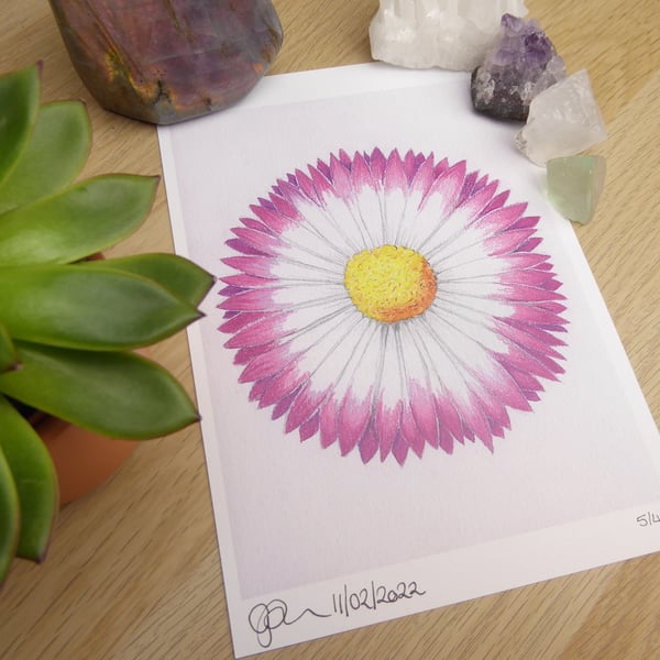 Limited Edition Daisy Art Print - A5 Art Print, Numbered and Signed