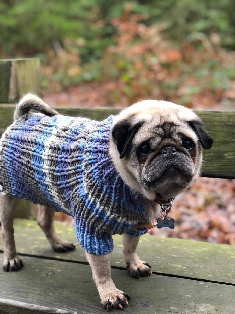 Knitted dog coat