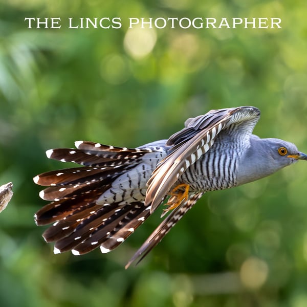 Cuckoo in flight print (Limited edition of 10)