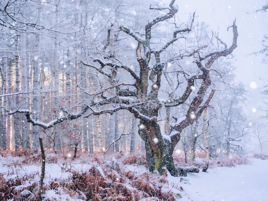 Old Oak Tree Shouldham Woods Snow Norfolk Christmas Greeting Card A5