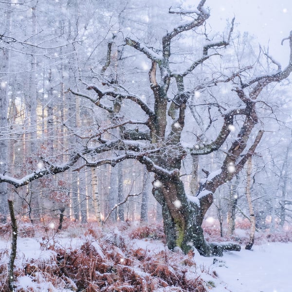 Old Oak Tree Shouldham Woods Snow Norfolk Christmas Greeting Card A5