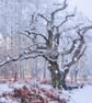 Old Oak Tree Shouldham Woods Snow Norfolk Christmas Greeting Card A5