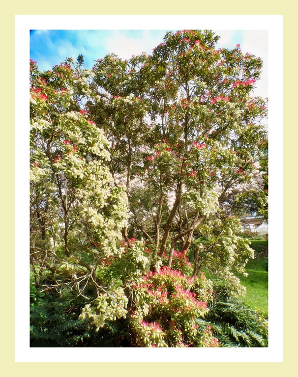Trees March West Acre Gardens Norfolk Greeting Card A5