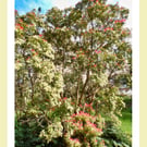 Trees March West Acre Gardens Norfolk Greeting Card A5