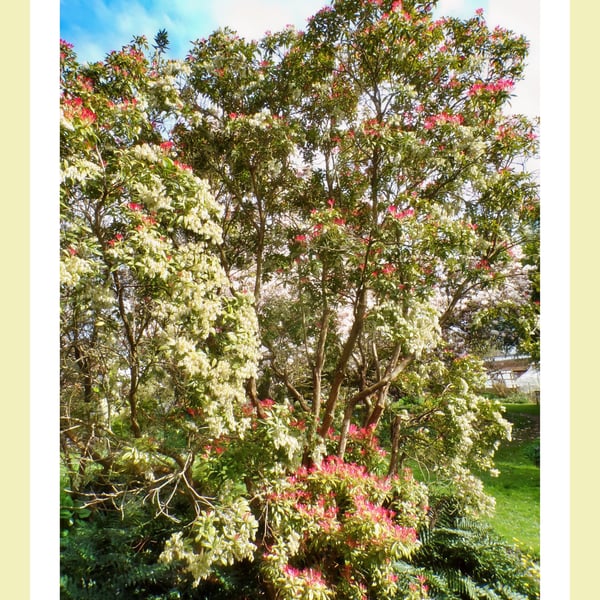 Trees March West Acre Gardens Norfolk Greeting Card A5