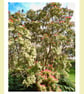 Trees March West Acre Gardens Norfolk Greeting Card A5