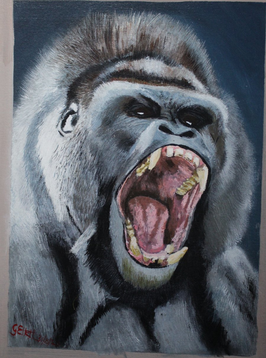 low land male silver back 1