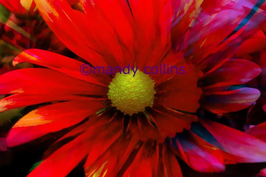 'Bright Red Chrysanthemum' - A4 Archival Matte print