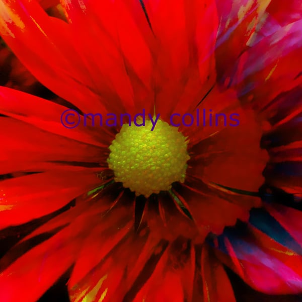 'Bright Red Chrysanthemum' - A4 Archival Matte print