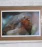 Robin Photo Greetings Card, Christmas Card - Image 1