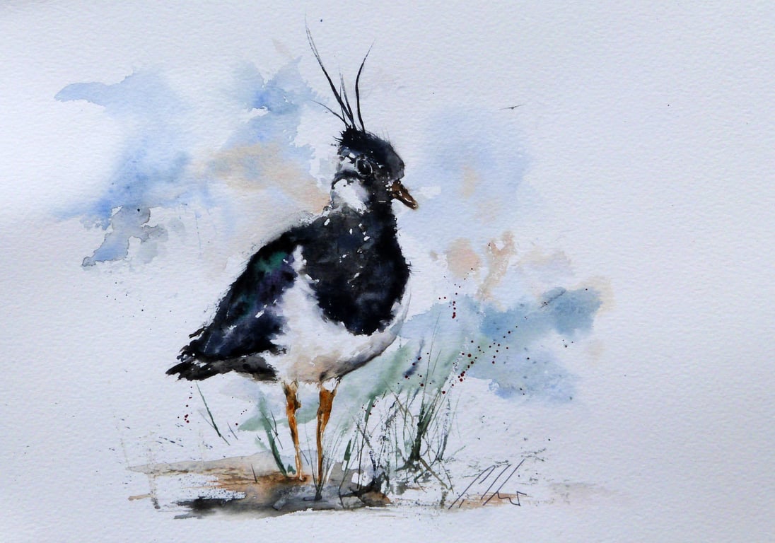 Lapwing, Original Watercolour Painting.