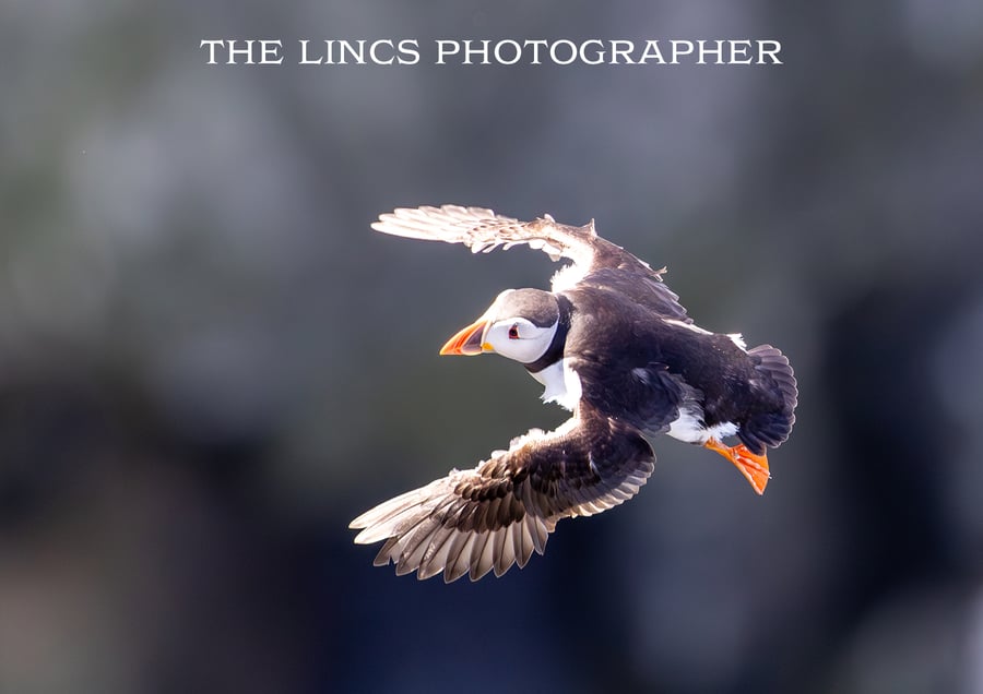 Puffin print (Limited edition of 10)