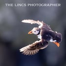 Puffin print (Limited edition of 10)