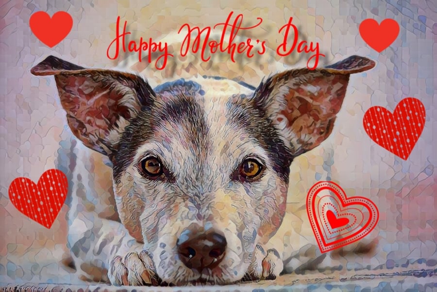 Happy Mother's Day Jack Russell Terrier Card 