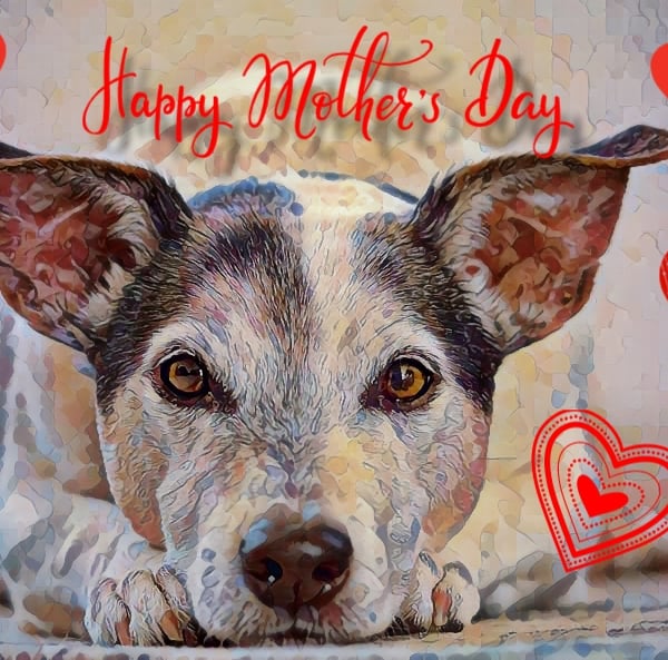 Happy Mother's Day Jack Russell Terrier Card 