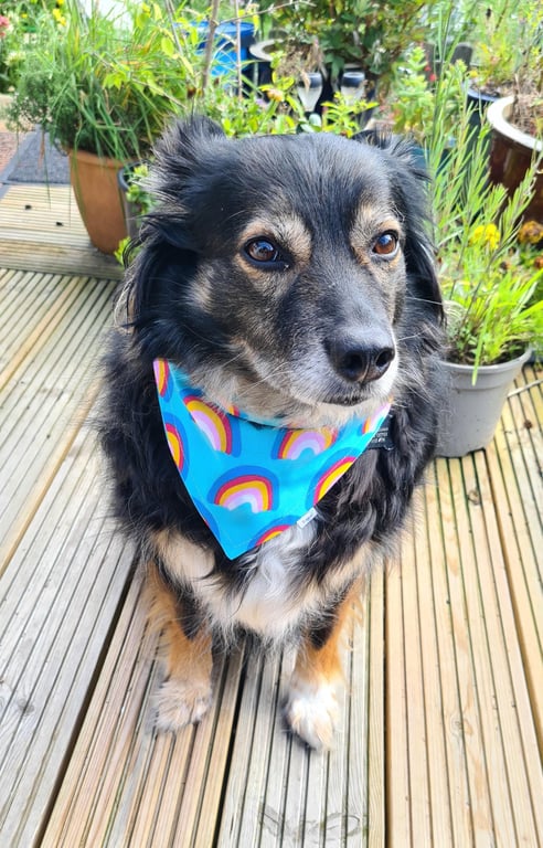 Scrunchie Dog or Cat Bandana - "Rainbow Joy", Easy Over the Head 