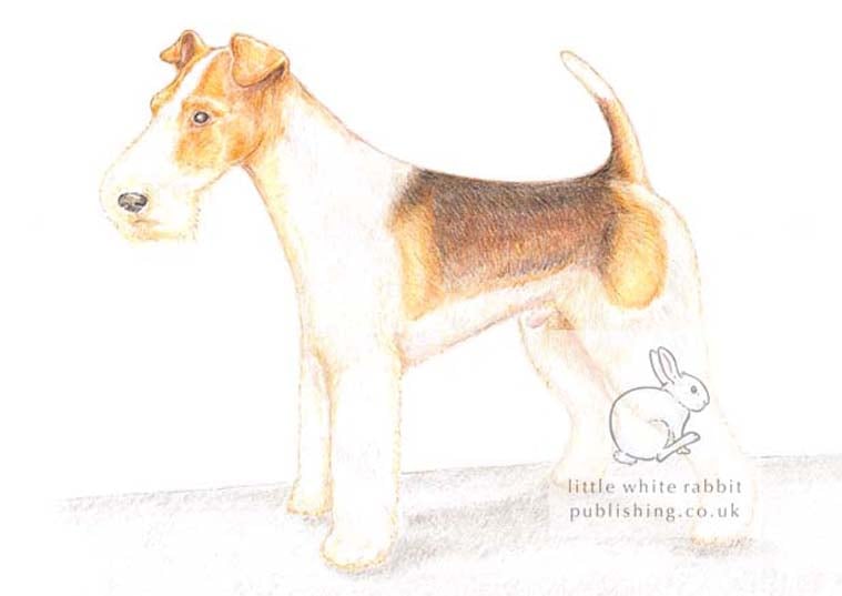 Bob the Fox Terrier - Blank Card
