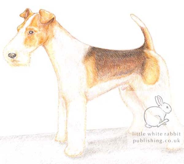 Bob the Fox Terrier - Blank Card