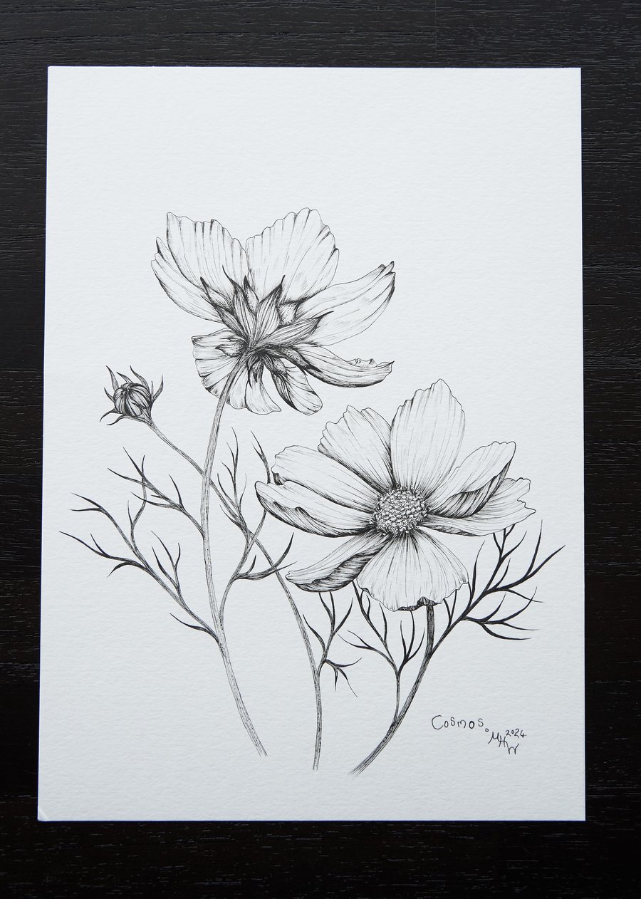 Title: "Cosmos" original botanical drawing, size A4, 8.3x11.7in