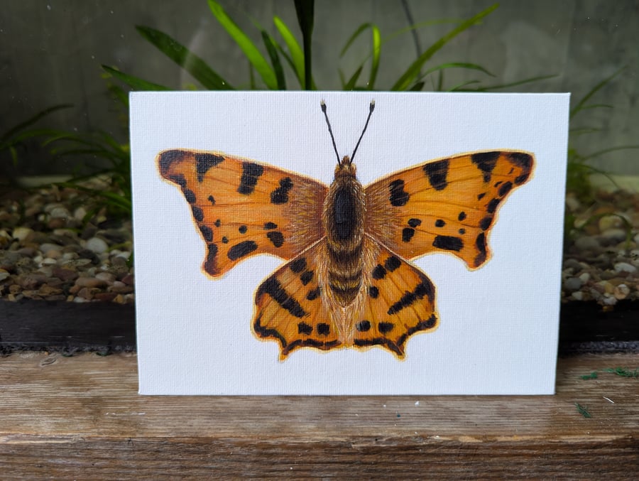 Original Comma Butterfly Acrylic Painting 