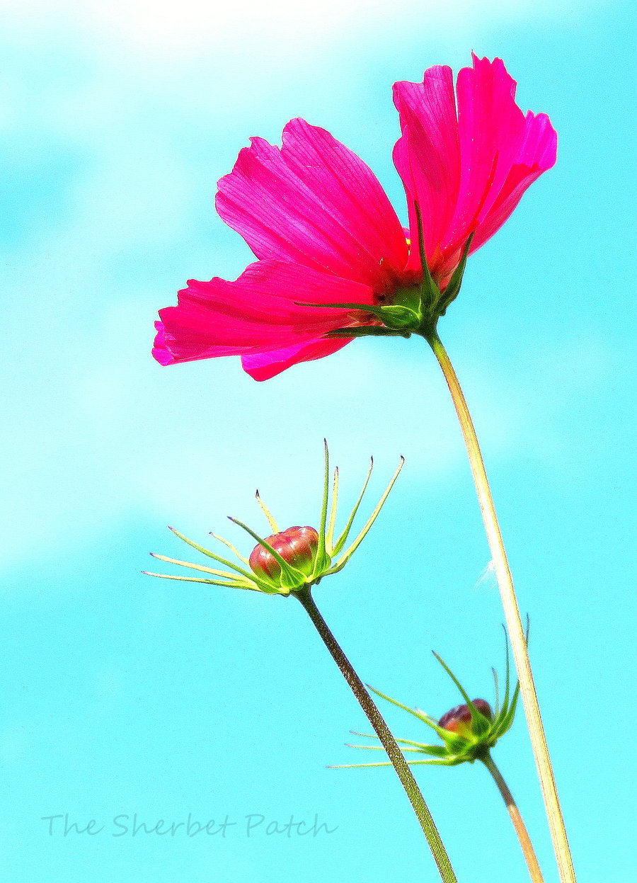 Flower, a bee's eye view.  A card featuring an original photograph.