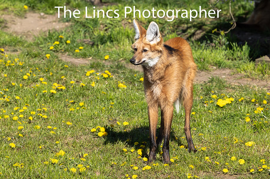 Maned Wolf print (Limited edition of 10)