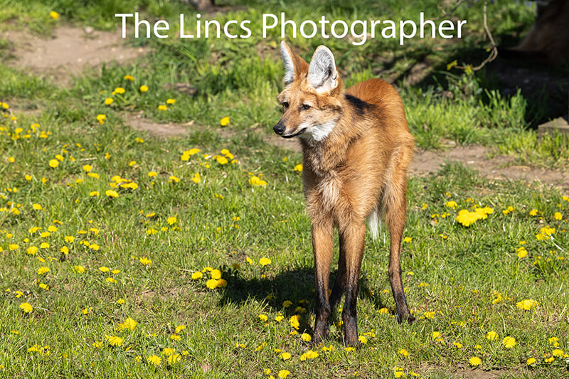 Maned Wolf print (Limited edition of 10)