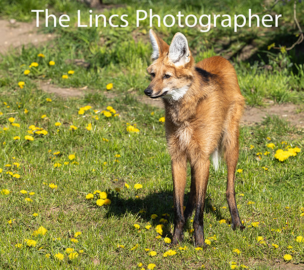 Maned Wolf print (Limited edition of 10)
