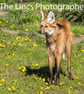 Maned Wolf print (Limited edition of 10)