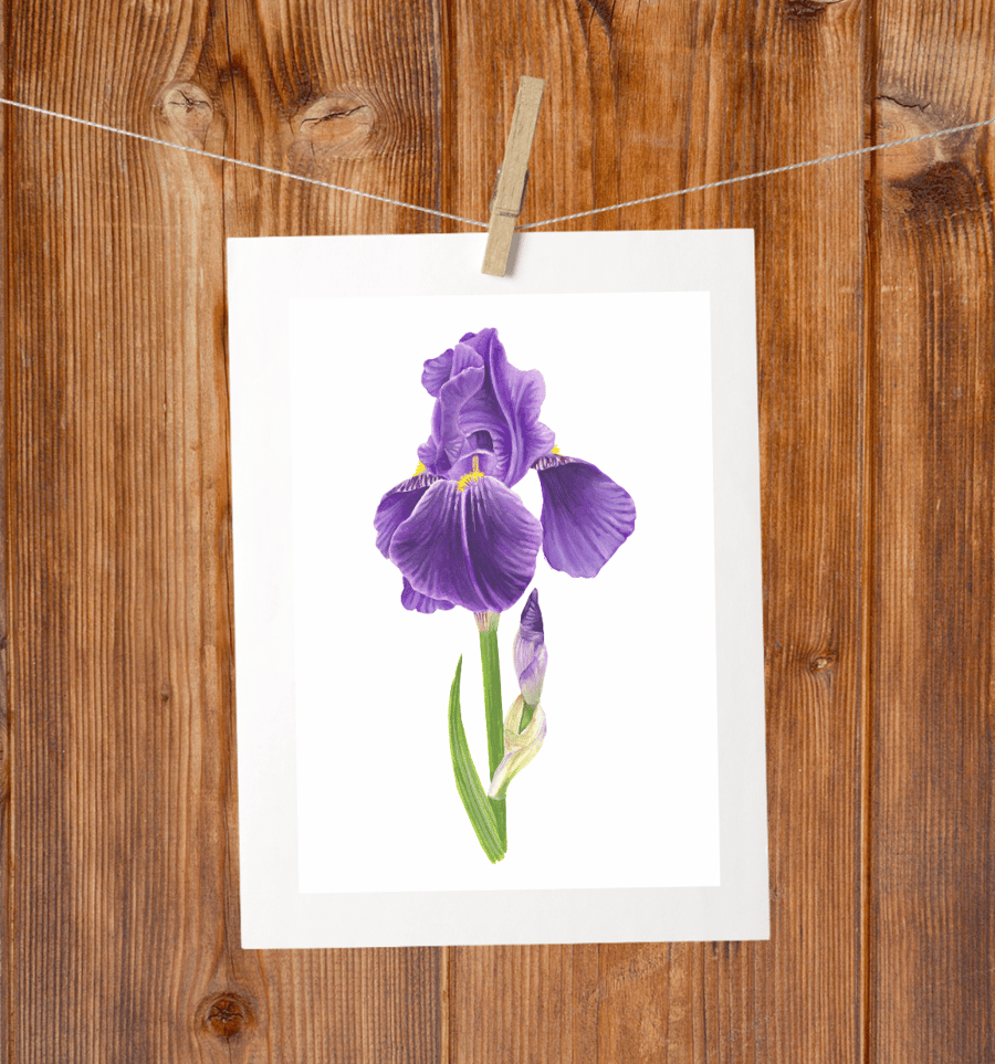 Bearded Iris Botanical Art Digital Print
