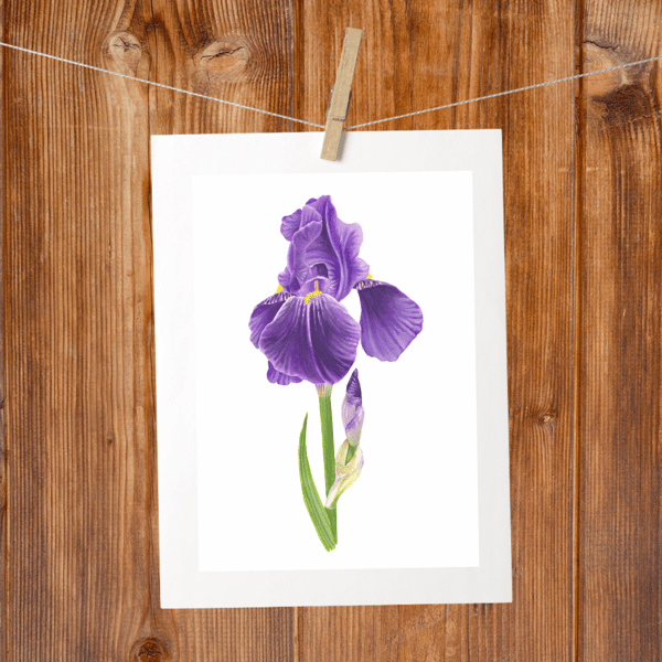 Bearded Iris Botanical Art Digital Print