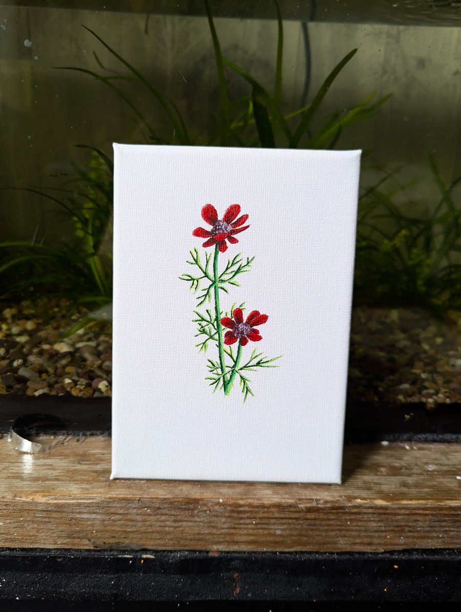 Pheasant's Eye Wildflower Acrylic Painting 