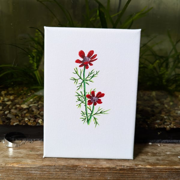 Pheasant's Eye Wildflower Acrylic Painting 