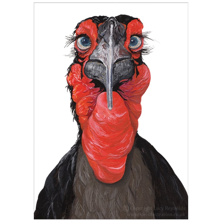 Hornbill Art Card