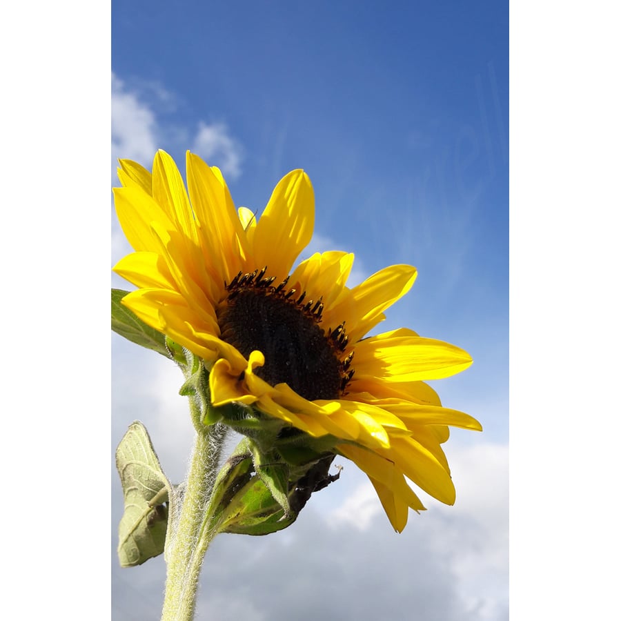 Photographic Print, Sunflower Against Blue Sky