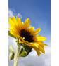 Photographic Print, Sunflower Against Blue Sky - Image 1