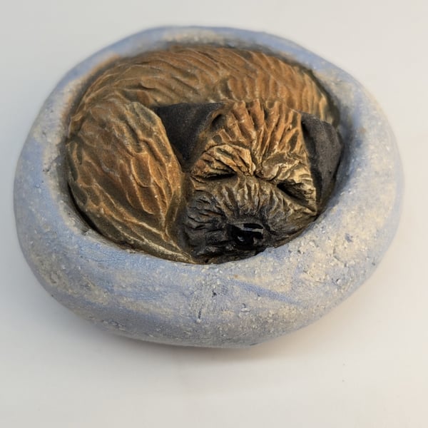 Border Terrier Yorkshire Pudding - 8