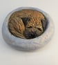 Border Terrier Yorkshire Pudding - 8