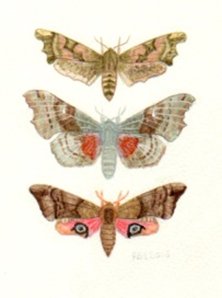 British Hawk Moths