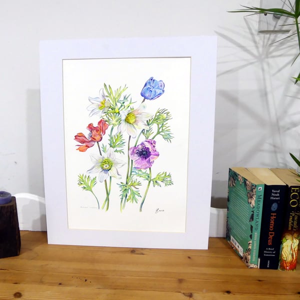 Poppy Anemone Flowers Original Botanical Watercolour. Colourful Botanical Art