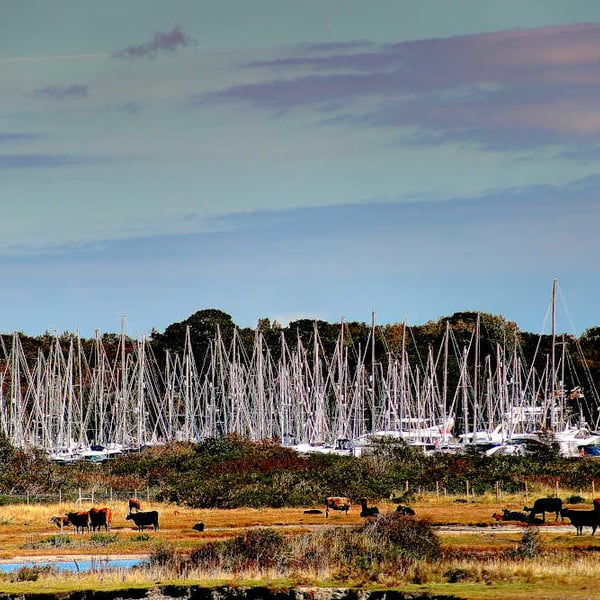 Picture Lymington, New Forest Photo Print